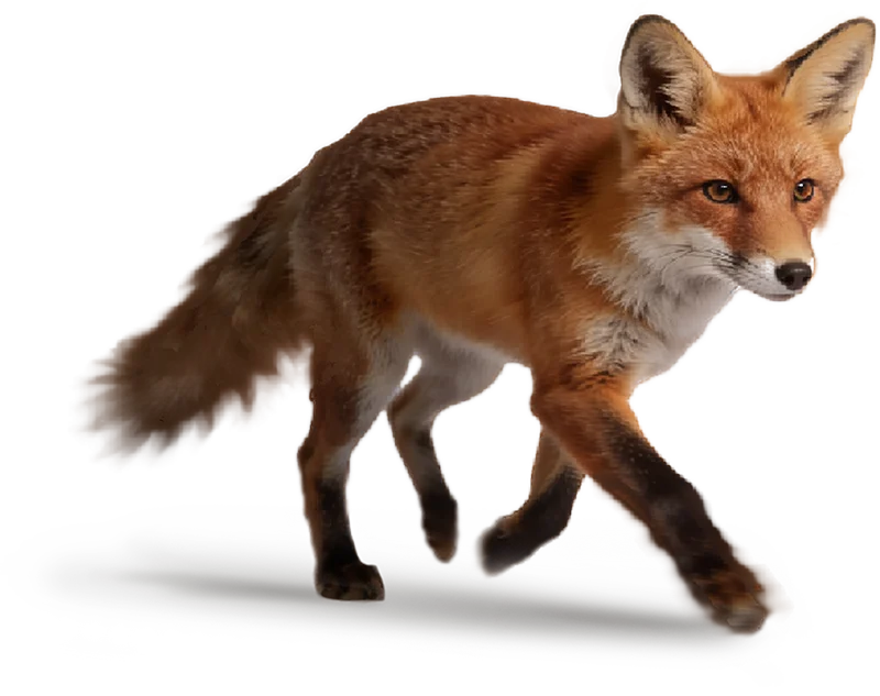 Volpe - FOX